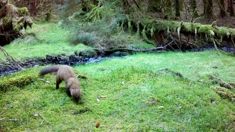 Pine Marten Scent Marking on Mossy Ground, Trail Camera Wildlife, Isle of Skye Stock Footage 334687524