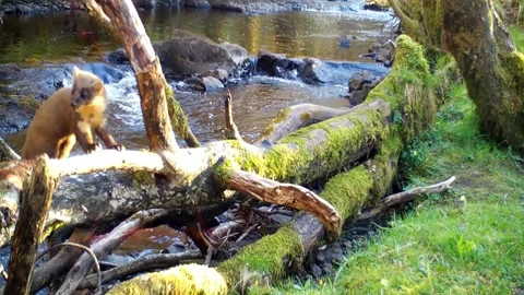 Pine Marten Sniffing Around on Fallen Tree in Sunshine, Isle of Skye, Wildlife Stock Footage 192856928