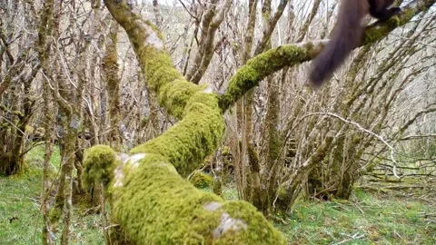 Pine Marten Stumbles On A Branch In A Clumsy Moment. Isle of Skye Stock-Footage 322108568