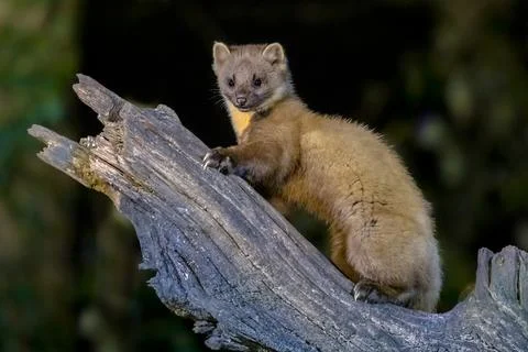 Pine marten on trunk in forest at night Stock Photos