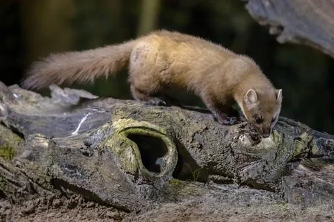 Pine marten on trunk in forest at night Stock Photos