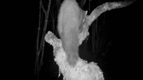 Pine Marten Walking on Tree Branch and Scent Marking at Night, Wildlife Footage Stock-Footage 187090053