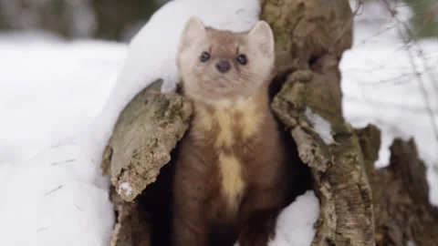 Pine Marten walks out of log. Stock Footage 246086736