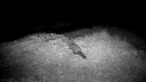 Pine Marten Watching Rodent on Forest Floor, Isle of Skye Stock Footage 341249332