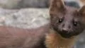 Pine Marten in the wild HD 동영상