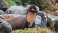 Pine Marten in the wild Video HD