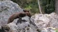 Pine Marten in the wild HD 影片