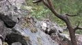 Pine Marten in the wild HD Footage