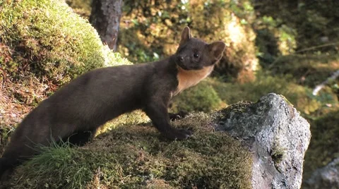Pine Marten in the wild Stock Footage 8511056