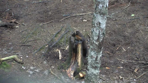 Pine Martin Stock Footage 34367127