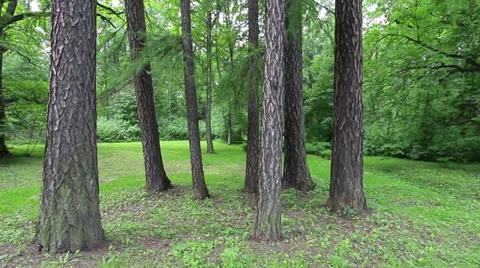 Pine meadow Video stock 35520203