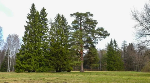 Pine in the meadow timelapse 스톡 동영상 63074644
