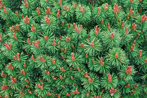 Pine Mops branches with needles and cones background Stockfoto's