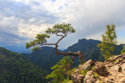 Pine, most famous tree in pieniny mountains, poland Stock Photos