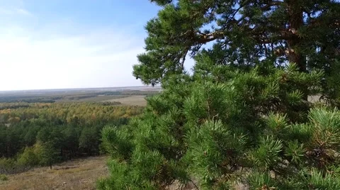 Pine on the mountain Stock Footage 68529082