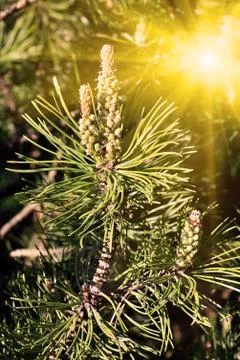Pine mountain. Needles and buds in the sun Stock Photos