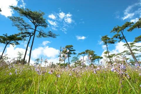 Pine on mountain Stock Photos