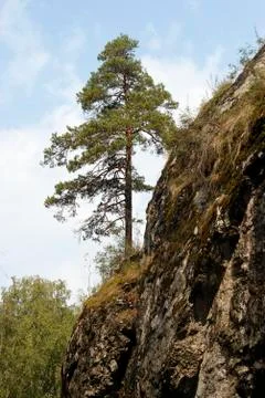 Pine on a mountain slope Stock Photos