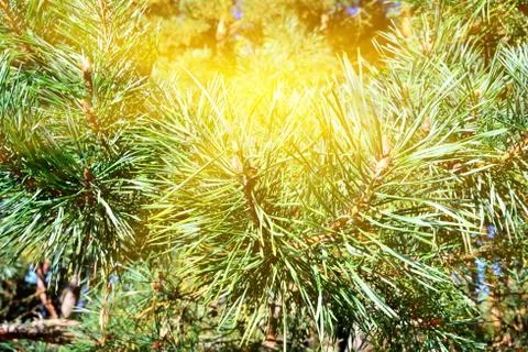 Pine mountain in the sun closeup Stock Photos