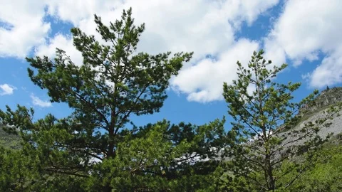 Pine Mountain wind sky Altai Stock Footage 75781382