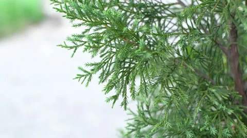 Pine moving by wind Stock Footage 143151891
