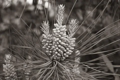 Pine needle and pine nuts on tree Stock Photos