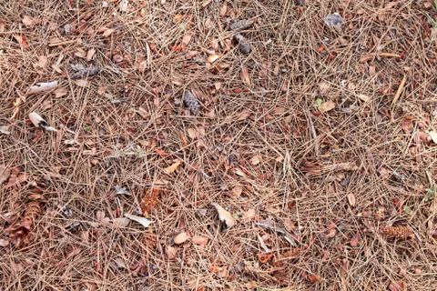Pine needle background texture Stock Photos