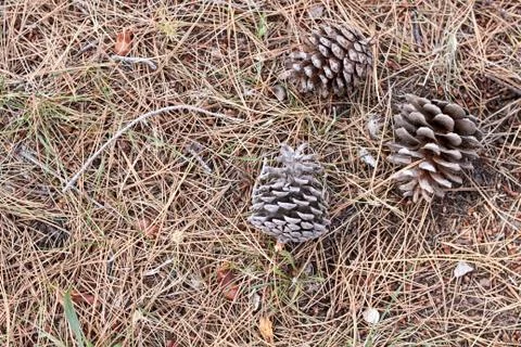 Pine needle background texture Stock Photos