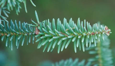 Pine needle in botanic garden 库存照片
