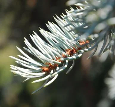 Pine needle in botanic garden 库存照片