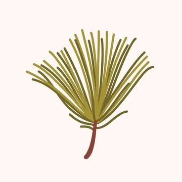 Pine needle branch for Christmas and winter botanical designs. Stock Illustration