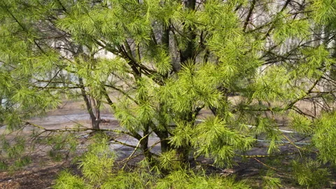 Pine needle branch sprinkler irrigation Stock Footage 239937580
