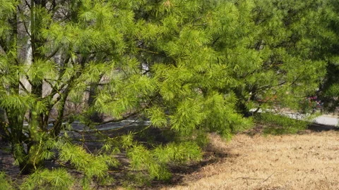 Pine needle branch sprinkler irrigation Stock Footage 239962204