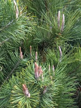 Pine Needle Closeup With Emerging Buds For Nature Editorial 库存照片