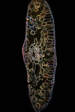Pine needle in cross section enlarged 100x Stock Photos
