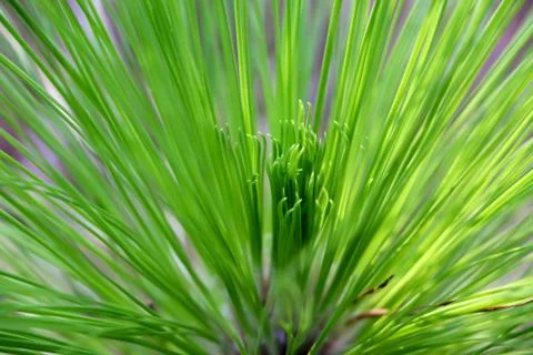 Pine needle fan 스톡 사진
