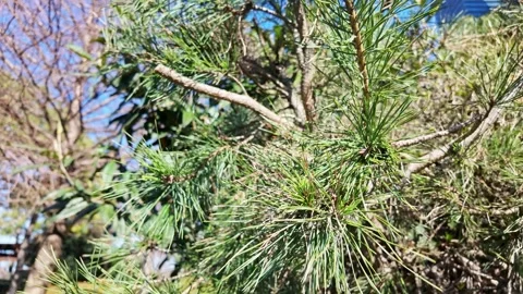 Pine Needle Foliage Closeup Green Texture Stock Footage 341682281
