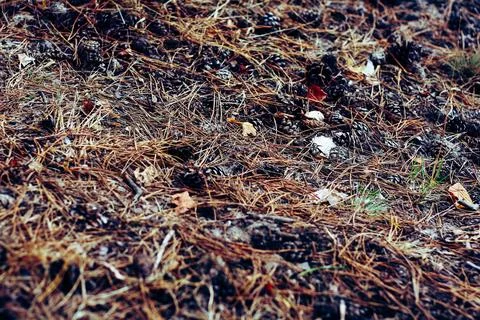 Pine needle forest floor with cones Stock Photos