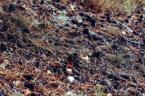 Pine needle forest floor with cones 스톡 사진