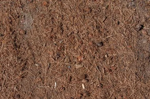 Pine Needle Forest Floor Texture with Cones and Twigs Stock Photos