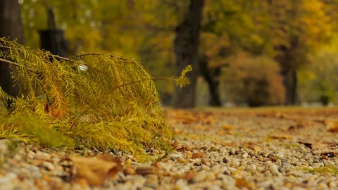 Pine-needle on the ground in case of wind in autumn Stock Footage 101639753