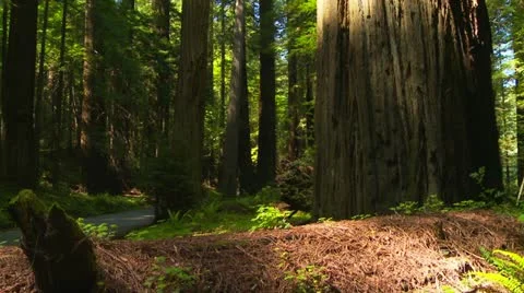 Pine needle ground cover in redwood forest Stock Footage