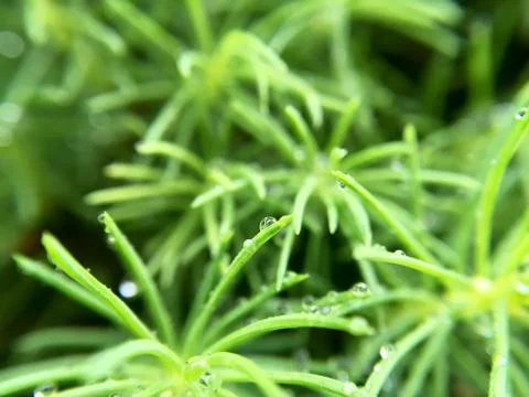 Pine Needle Stock Photos