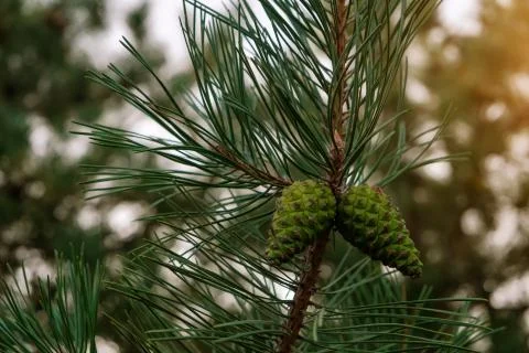 Pine needle shape leaves with young cone in a forest Stock Photos