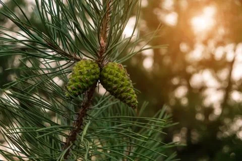 Pine needle shape leaves with young cone in a forest Stock Photos