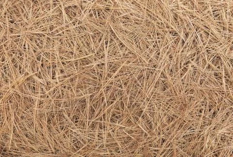 Pine needle straw background. Fall pattern Stock Photos
