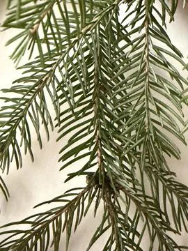 Pine needle texture with macro photography 库存照片