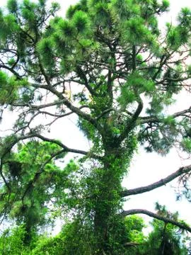 Pine Needle Tree in a public park Stock Photos