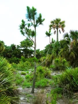 Pine Needle Tree in a public park Stock Photos