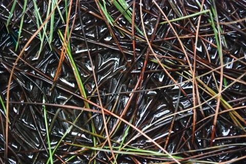 Pine needles above on forest floor ground. Stock Photos